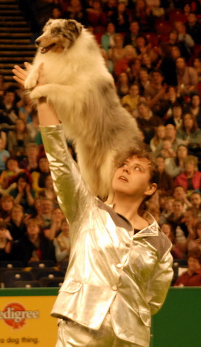 Biscuit opnåede et Freestyle Cert med sit Crufts program