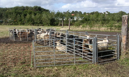 Udsætterfolden