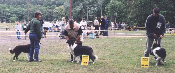 Vinderklasse hanner