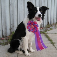 Novice HTM Dog Of The Year 2009