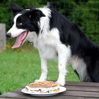 Beat with his birthday cake made from liverpate, yoghurt and cake.