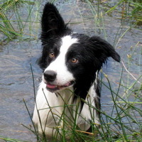 Enjoying the cool water on a hot day