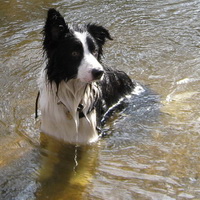 Enjoying the cool water on a hot day