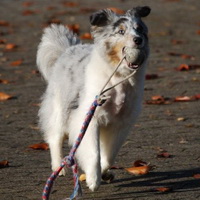 Biscuit's coat was clipped trying to help his skin recover from his allergy