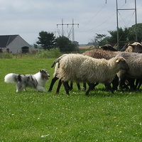 Biscuit herding sheep