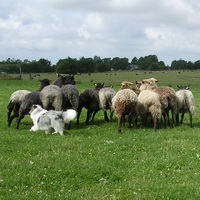 Biscuit herding sheep