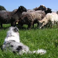 Biscuit herding sheep