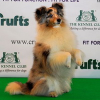 Crufts 2008