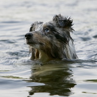 Biscuit loves water