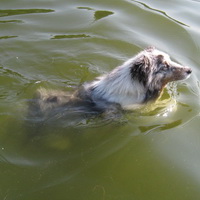 A cool swim on a hot day.