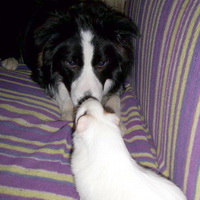 Hero and 'Breakfast' the Guinea Pig