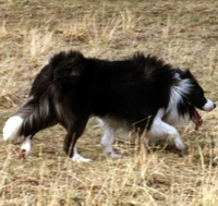 Herding dog