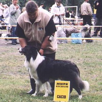 CACIB og International Champion i Polen