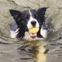 Robbie swimming - he loves water