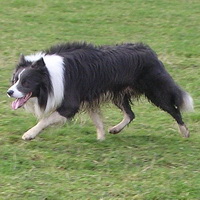 The herding dog