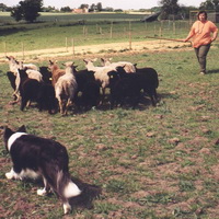 The herding dog