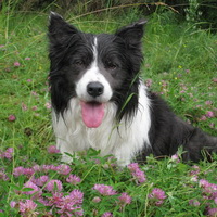 Beautiful Robbie - 12½ years old