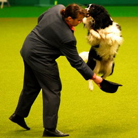 Crufts 2009