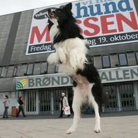 Performing at 'Vi Med Hund Messen'