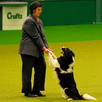 Crufts 2009