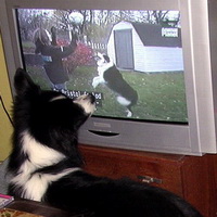 Whisper loves watching TV