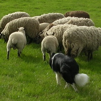 Herding Sheep