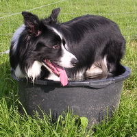 Cooling down after a hard day of herding sheep