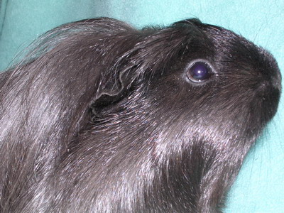 Emma, 8 mdr. gammel